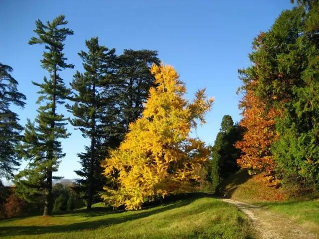 Un viale del parco in autunno, fra un albero dalle foglie gialle e gli abeti