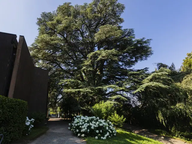 Un grande cedro accanto alla villa, coi rami larghi sopra il prato